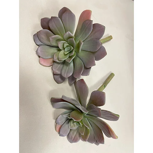 Echeveria Succulent