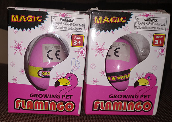 Growing pet flamingo