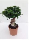 / — ficus ginseng microcarpia
