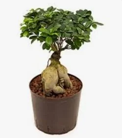 sans marque — ficus microcarpa ginseng