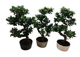 sans marque — ficus ginseng microcarpa
