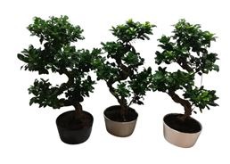 sans marque — ficus ginseng microcarpa