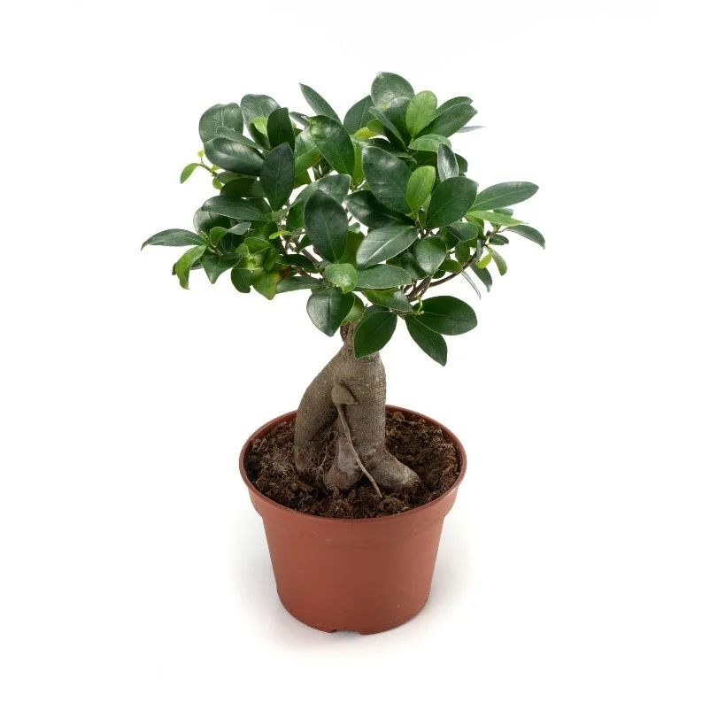 sans marque — ficus ginseng